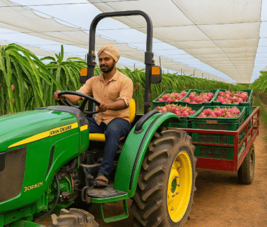 Dragon fruit harvest and moving at kurela agro farms
