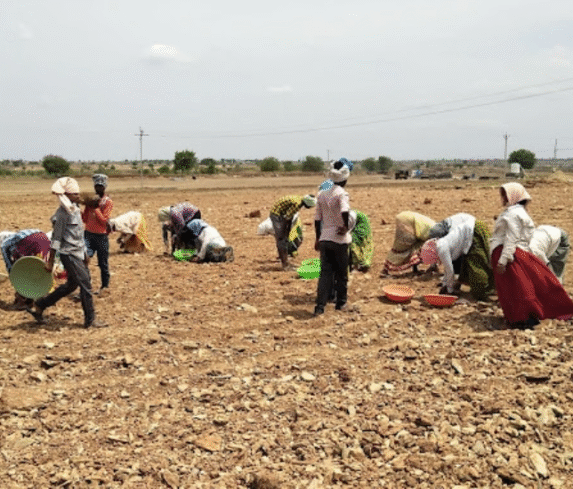 Stone picking