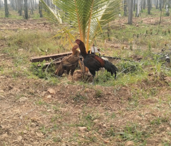 chicken