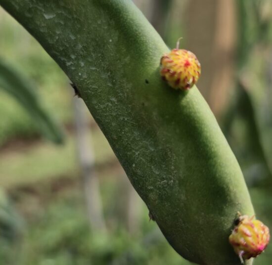 Red Palora Dragon Fruit Plant Cutting (Premium Red Skin Variety)