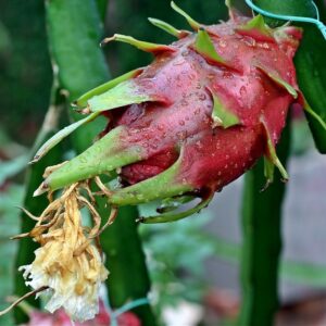 Physical Graffiti Dragon Fruit Plant Cutting - High Yield Variety