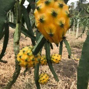 Ecuador Palora Yellow (Kurela Tested)