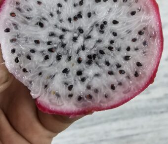 Red Palora Dragon Fruit Plant Cutting (Premium Red Skin Variety)