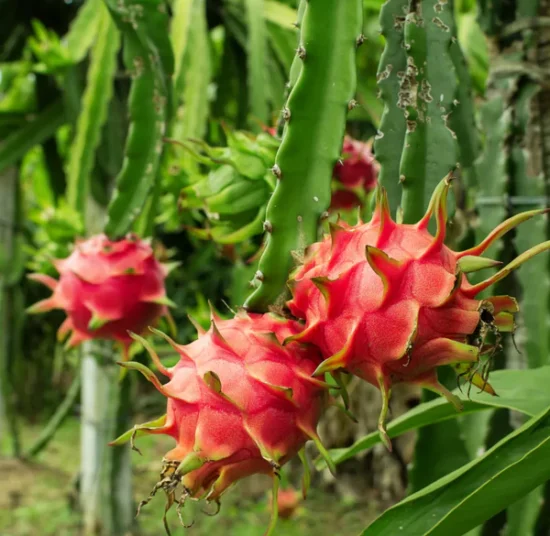 MALAYSIAN RED - RED FLESH
