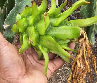 Vietnam White Dragon Fruit Plant – High Yield Commercial Variety