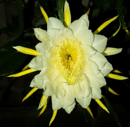 American Beauty - Red Flesh | High Sweetness | Self Pollinated