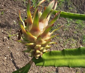 AX Dragon Fruit Plant Cutting – Red Flesh High Performance Variety