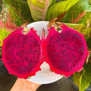 SIAM RED DRAGON - RED FLESH